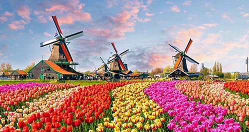 去荷兰留学选择什么荷兰留学专业好
