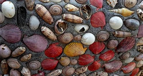 石头上怎么会有贝壳呢