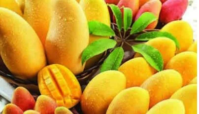 芒果的营养价值是什么