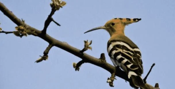 啄木鸟的尾巴有什么作用