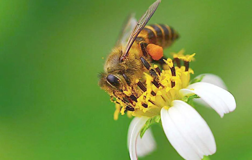 蜂螫的症状表现有什么