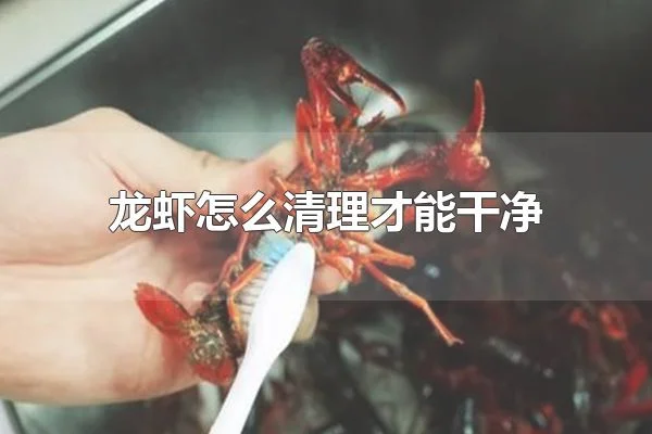 龙虾怎么清理才能干净 龙虾为什么