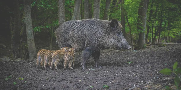 2022野猪不再是保护动物吗 野猪是二级保护动物