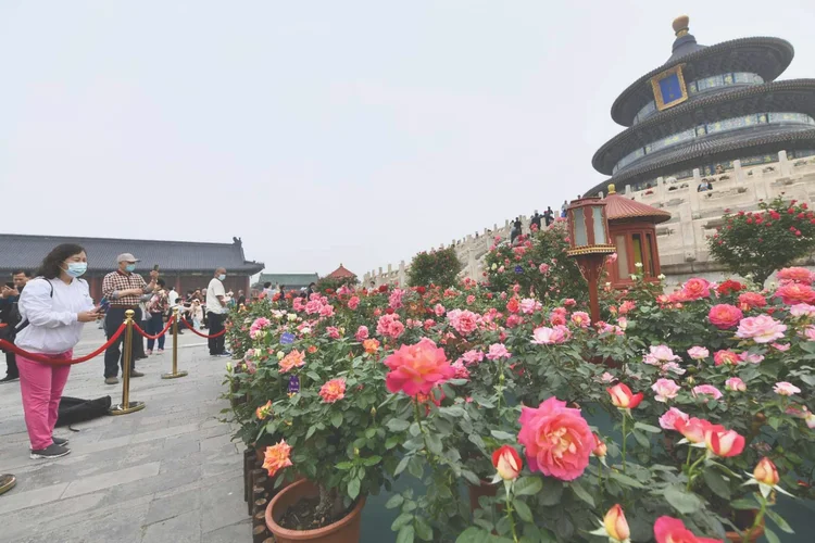 北京的市花是什么（北京市花5月迎来