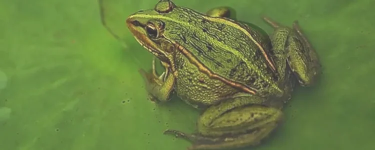 青蛙能在陆地和水上生活吗？