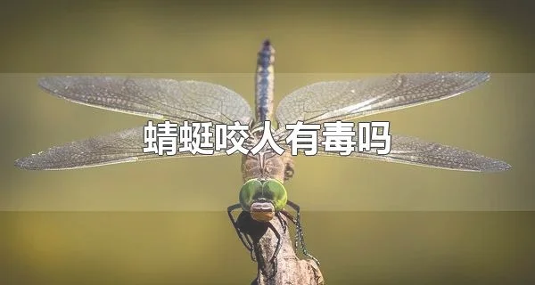 蜻蜓咬人有毒吗 蜻蜓对人类有什么作用
