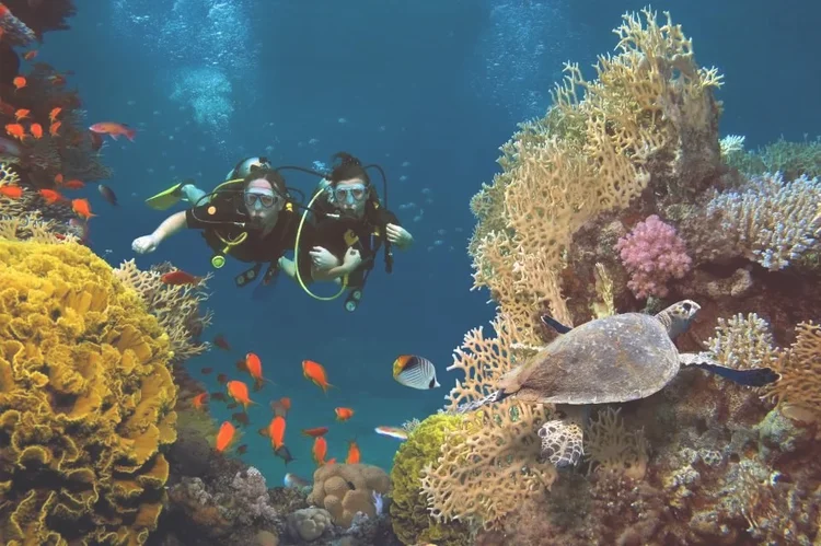 珊瑚是生物吗（珊瑚，是植物、矿物还是动物？）