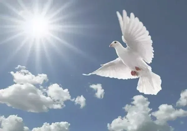 永生的和平鸽（《永生的和平鸽》时代