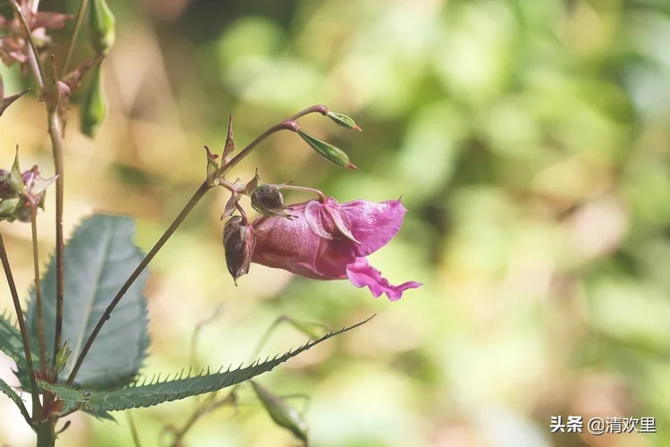 凤仙花的生长过程 凤仙花的养殖方法和注意事项 凤仙花的花语