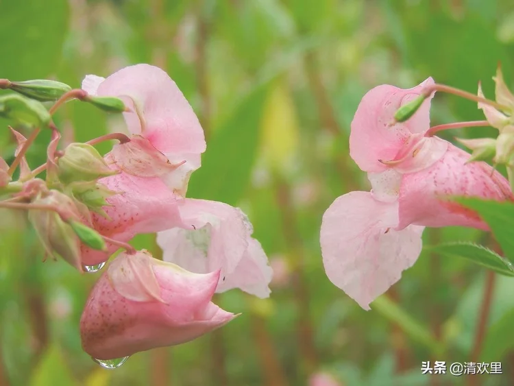 凤仙花的生长过程 凤仙花的养殖方法和注意事项 凤仙花的花语