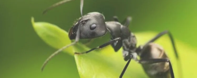 水杯招蚂蚁是怎么回事