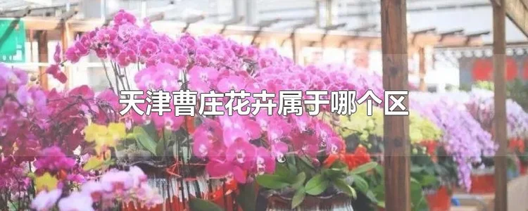 天津曹庄花卉属于哪个区