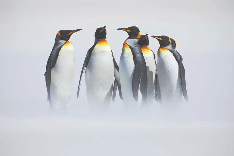 企鹅生长在北极还是南极