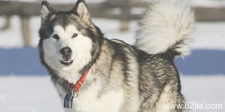 阿拉斯加雪橇犬介绍 阿拉斯加多少钱一只