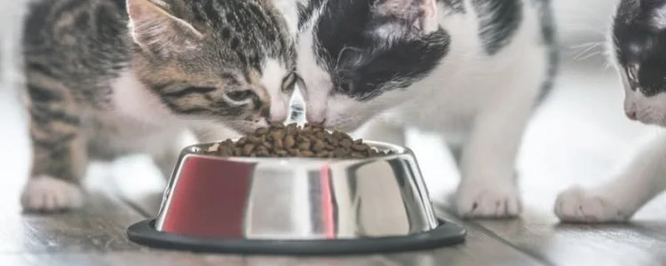 过期猫粮属于什么垃圾？