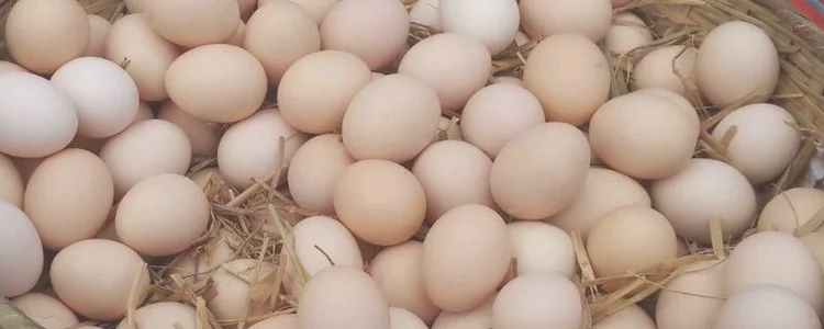 鸡蛋有黑色斑点能吃吗