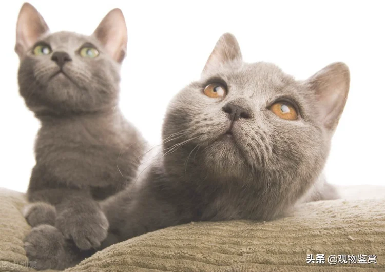 猫能否记得主人因猫而异，猫对主人的记忆有多久