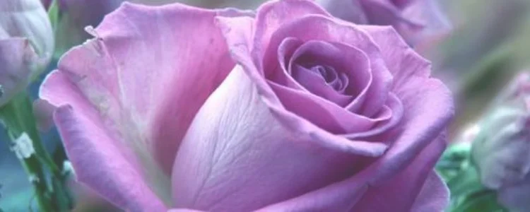 紫玫瑰是什么意思？