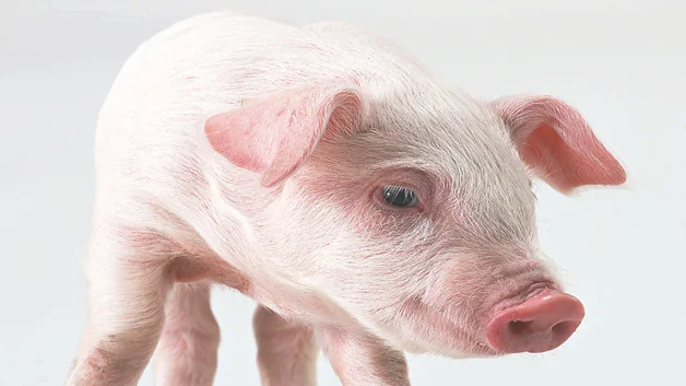 三十二种常见的猪病有什么