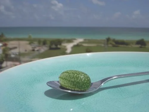 【网络辟谣】世界最小西瓜真是西瓜吗？