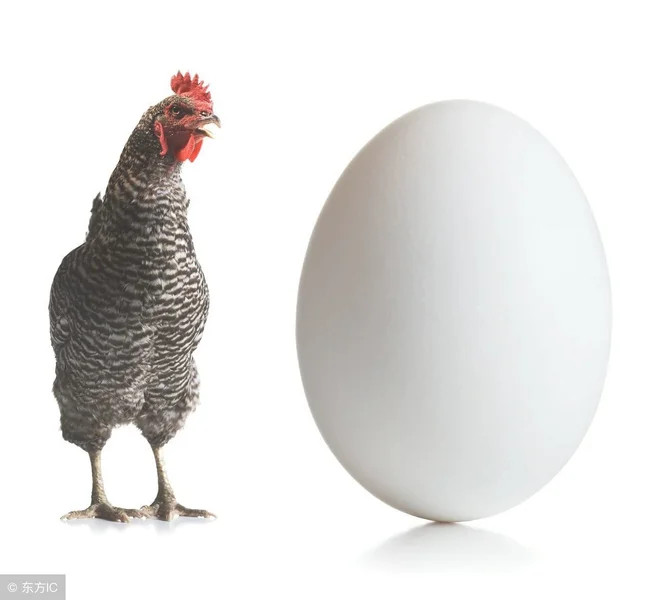 鸡蛋怎么受精(鸡蛋对男性功能的好