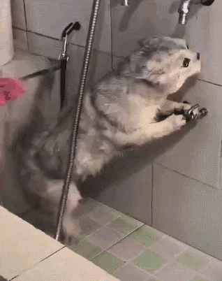 小猫多久洗一次澡(家猫为啥不建议