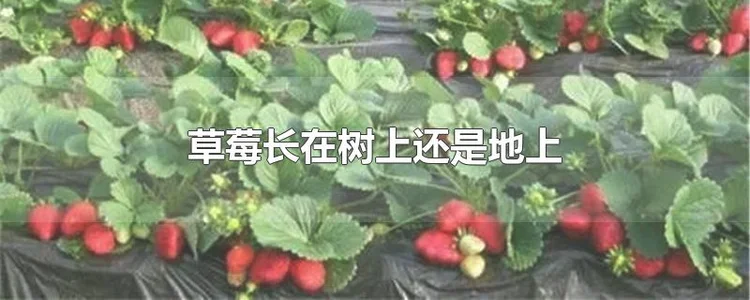 草莓是长在树上还是地上？