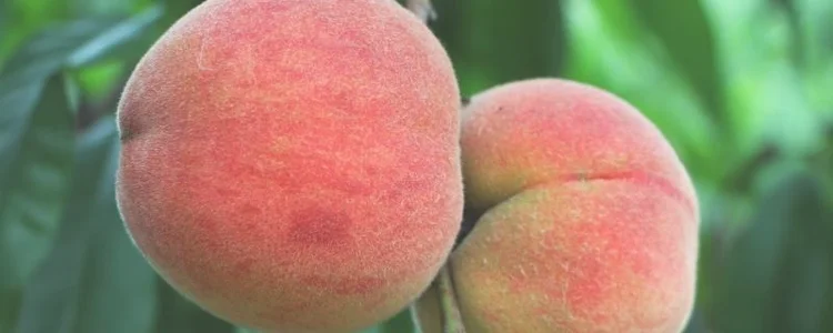 水蜜桃需要冰箱保存吗