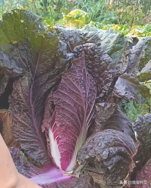 这种紫白菜比较少见，卖价也很贵，其实自己种植很简单