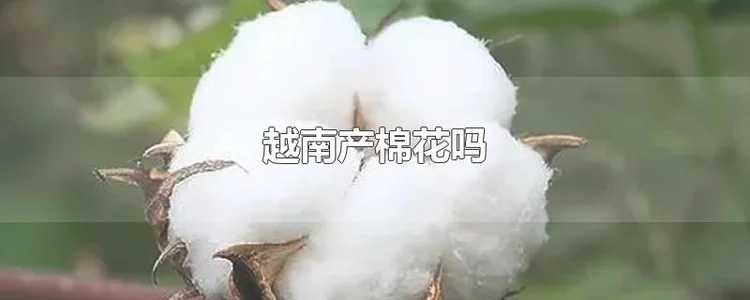 越南产棉花吗