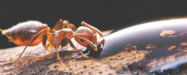 床上有蚂蚁怎么办用什么方法能治