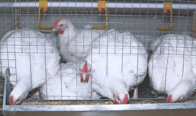 养鸡场管理制度（生态养鸡饲养管理技