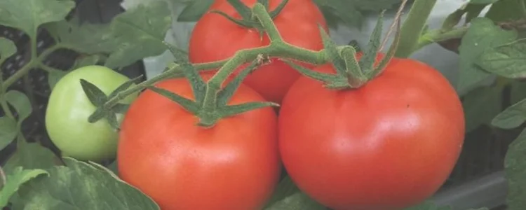 西红柿和茄子是一家人吗？