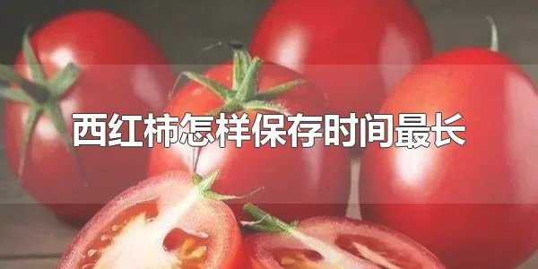 西红柿怎样保存时间最长 西红柿可以保存多久