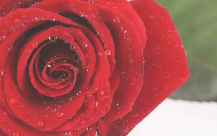 30朵玫瑰花语（玫瑰花语每朵代表什么