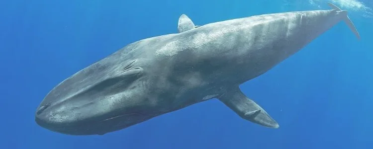最大的鲸鱼有多长多重？