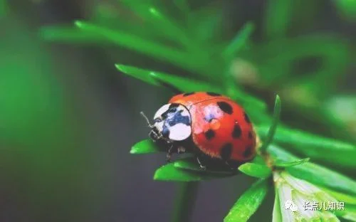 七星瓢虫吃什么长大的，咬人有毒吗？