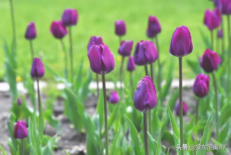 紫色郁金香的花语（郁金香的花语和传