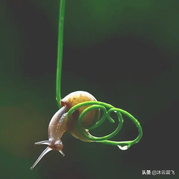 蜗牛的习性有哪些（蜗牛的特点和生活