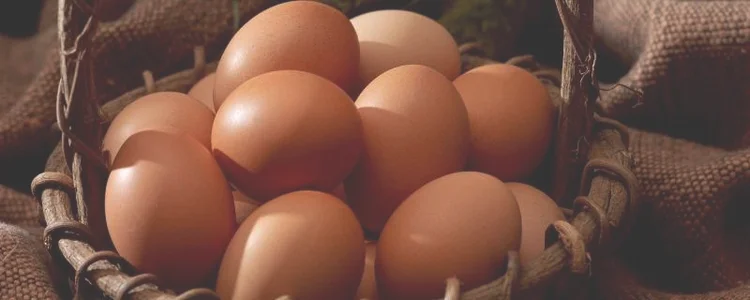 绿鸡蛋和白鸡蛋有什么不同