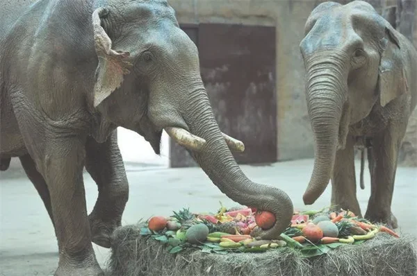 一头大象重多少吨 一头大象重3-8吨