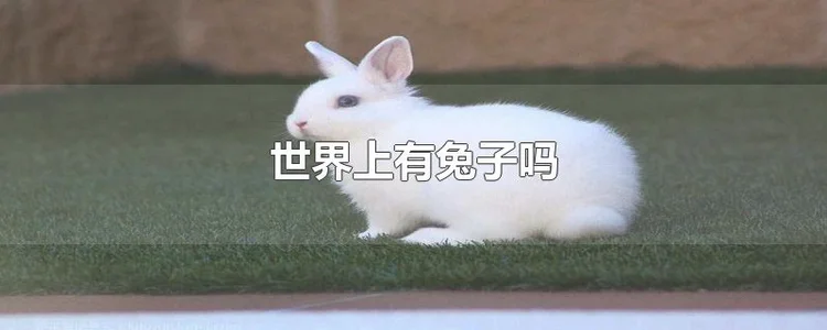 世界上有兔子吗？