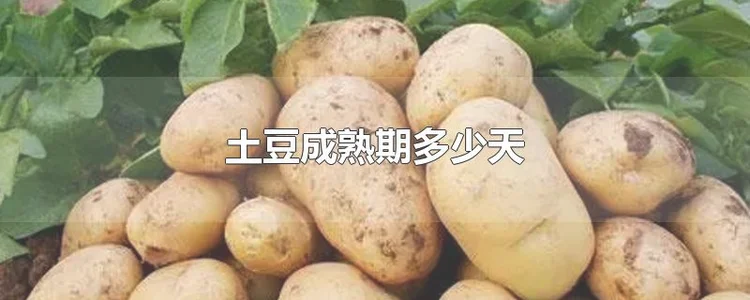土豆成熟期多少天