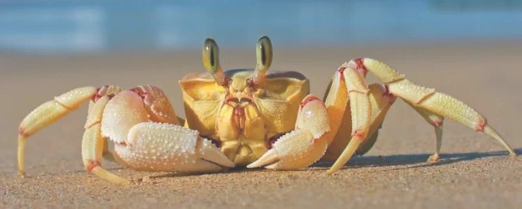 螃蟹冷藏三天可以吃吗？