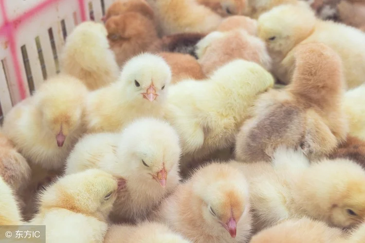 小鸡科学饲养的三大新技巧你知道吗？