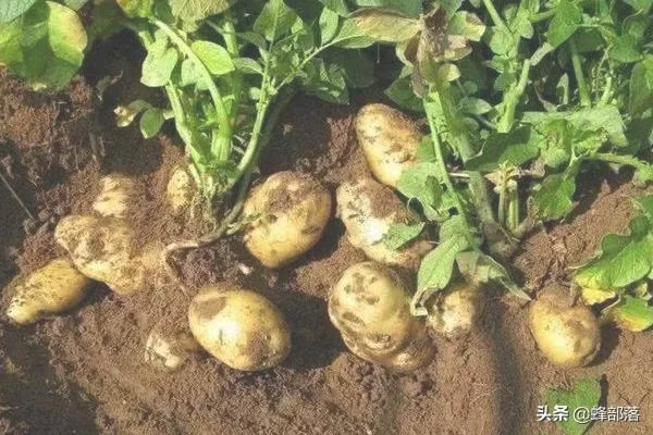 土豆亩产多少斤(土豆如何种植方法