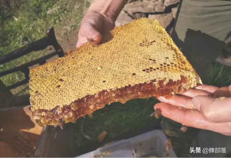 纯蜂蜜多少钱一斤(全国收购蜂蜜的厂家)